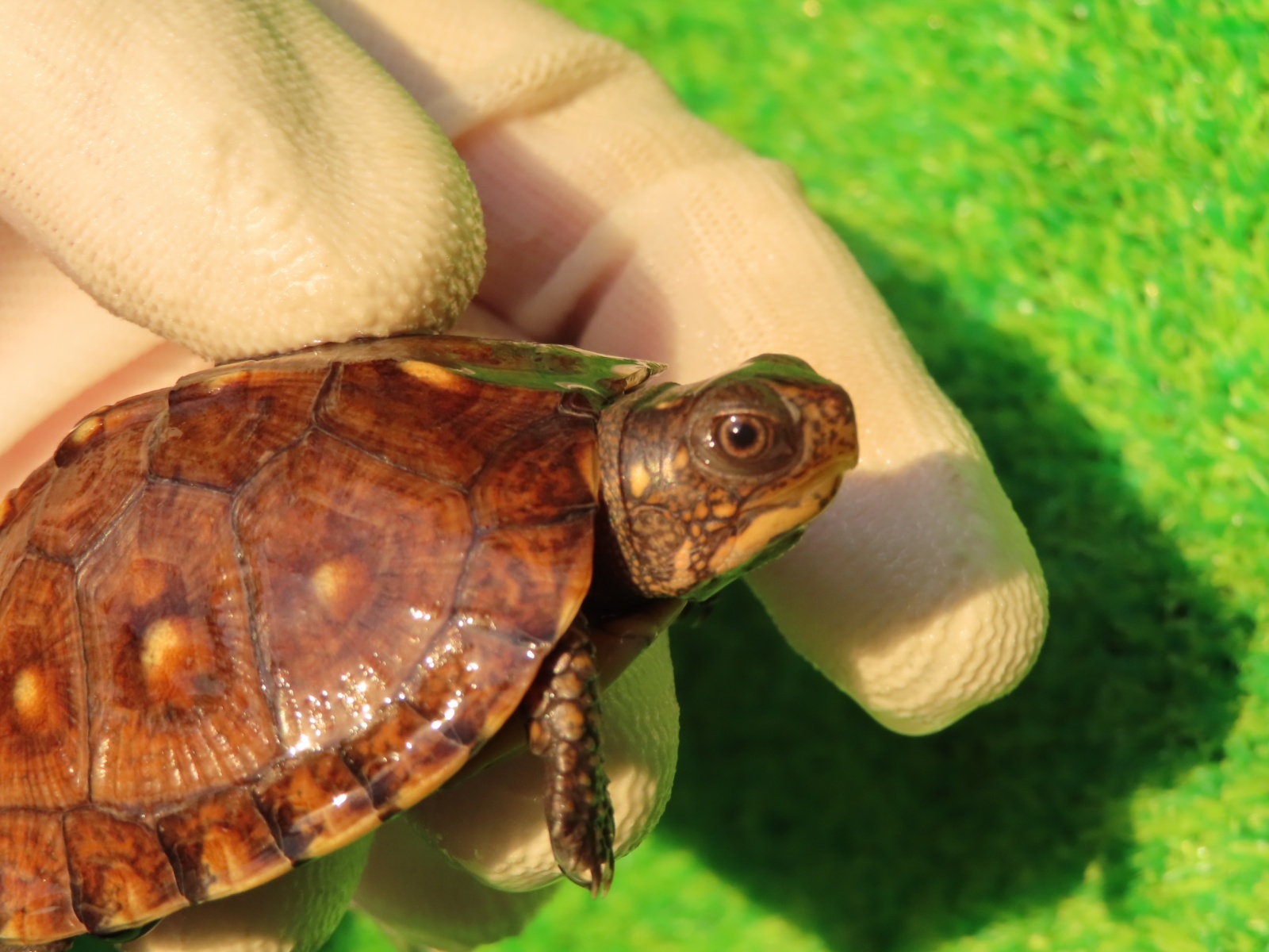 画像3: トウブハコガメ12