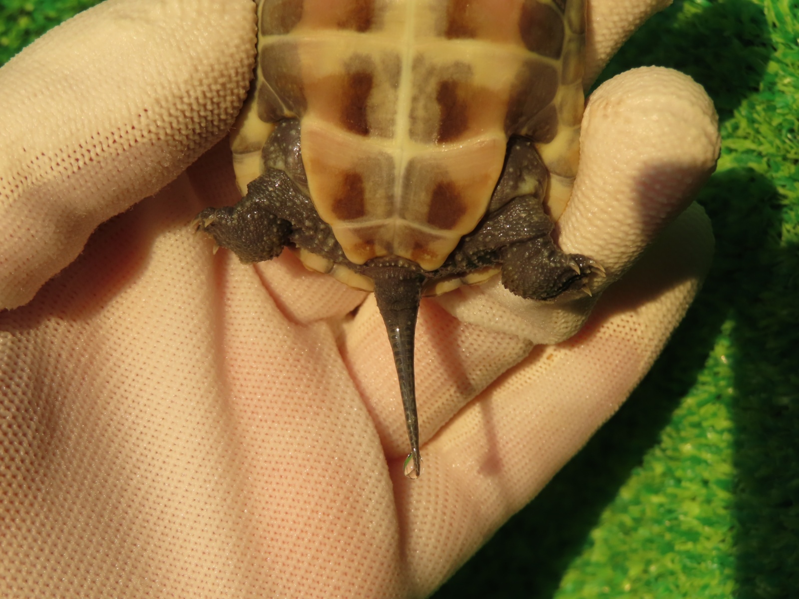 画像7: ハイポクサガメP.Hetアルビノ85