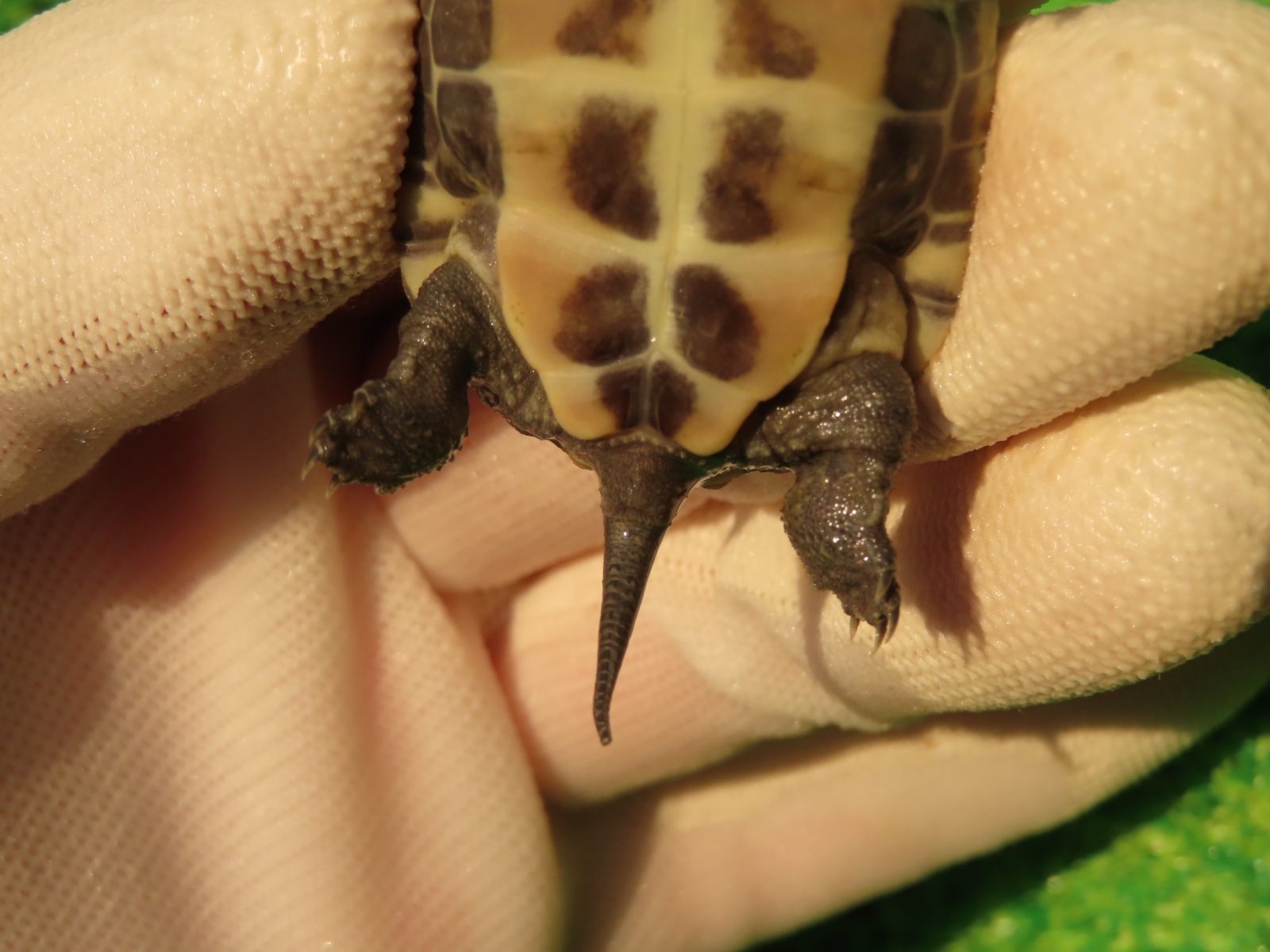 画像10: ハイポクサガメP.Hetアルビノ80