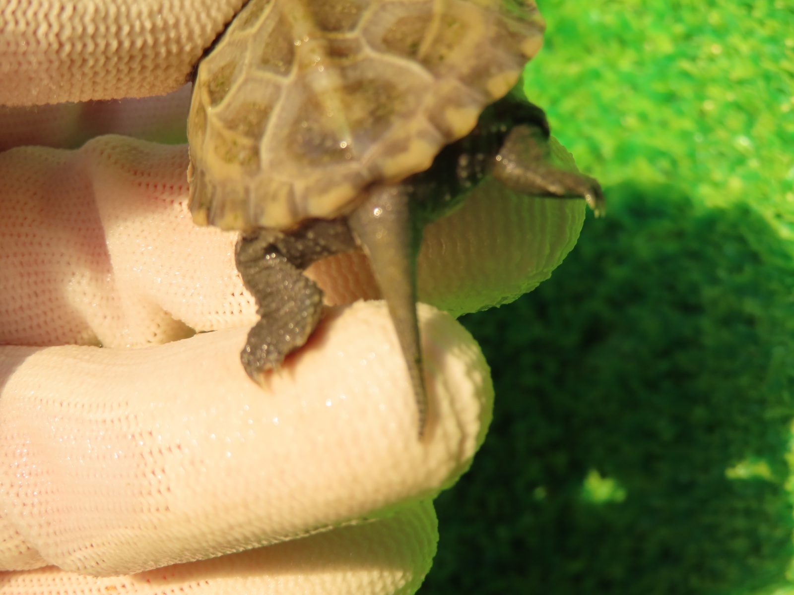 画像8: ハイポクサガメP.Hetアルビノ80