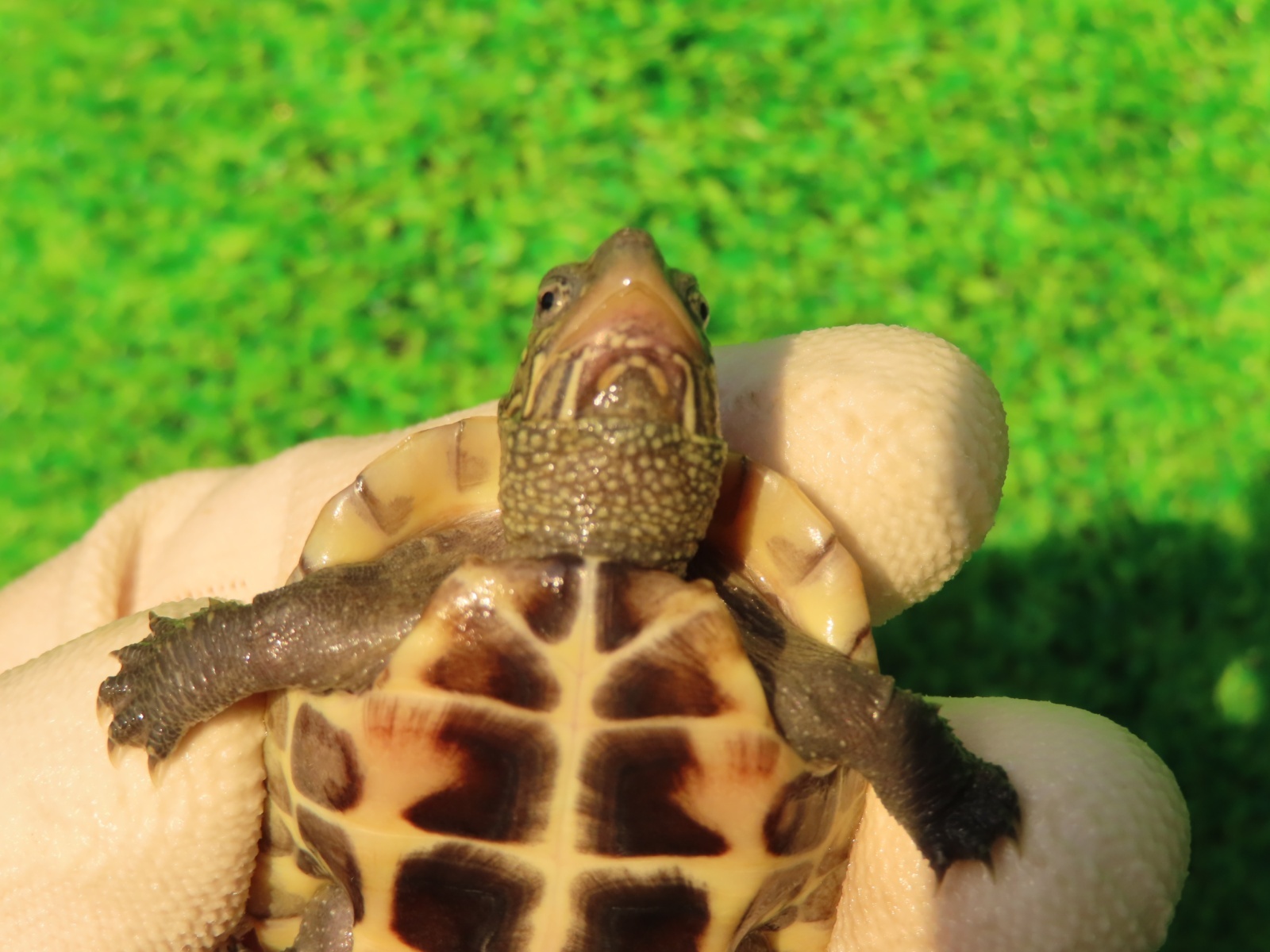 画像6: ハイポクサガメP.Hetアルビノ83