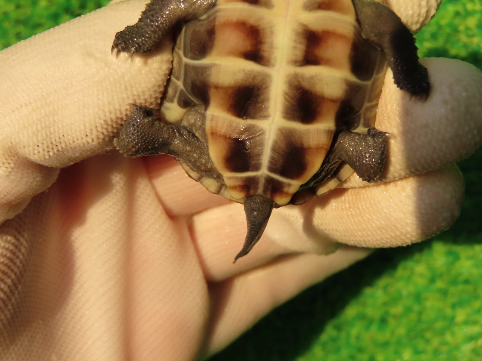 画像8: ハイポクサガメP.Hetアルビノ82