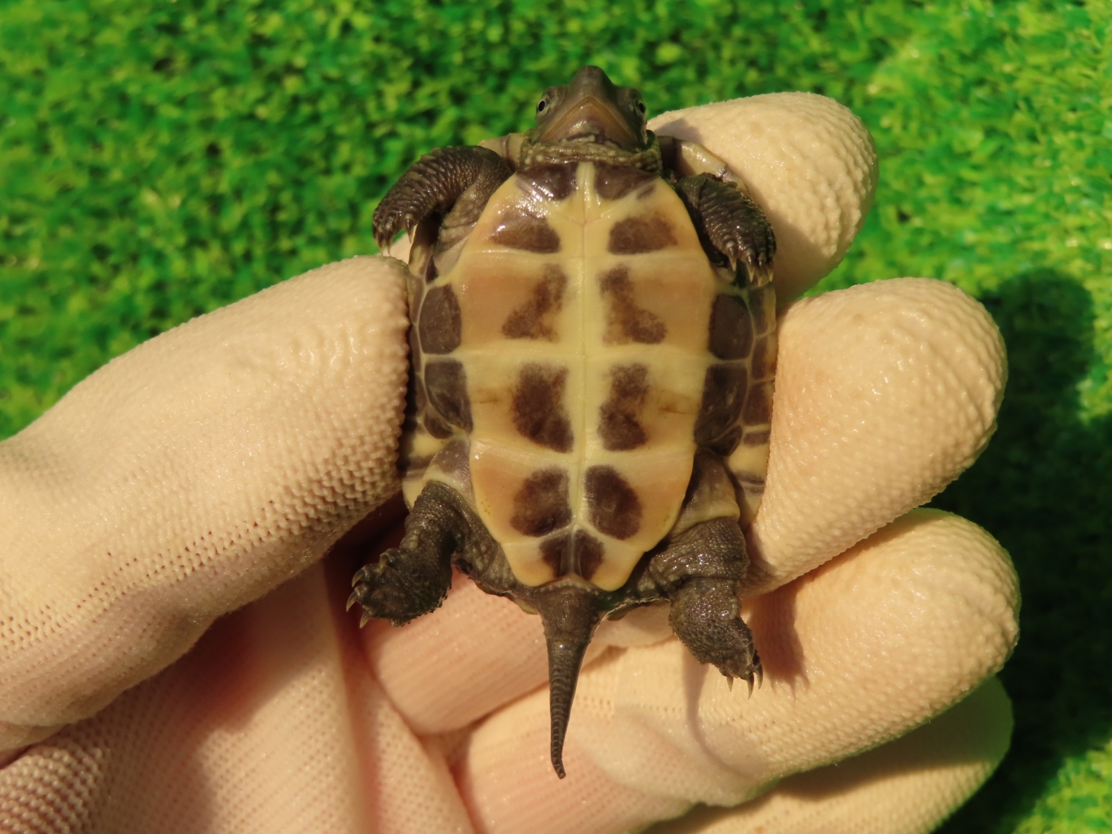 画像11: ハイポクサガメP.Hetアルビノ80