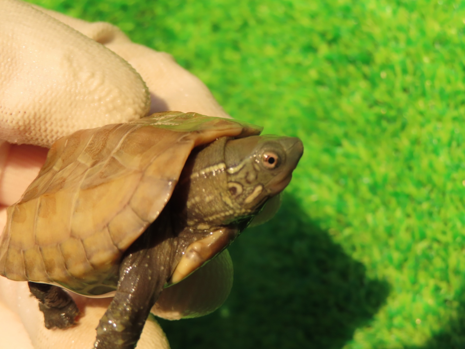 画像3: ハイポクサガメP.Hetアルビノ85