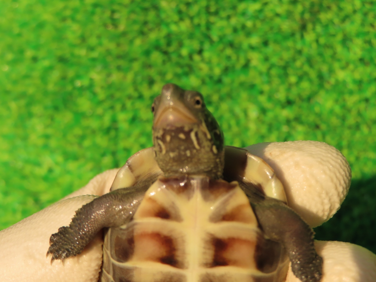 画像7: ハイポクサガメP.Hetアルビノ82