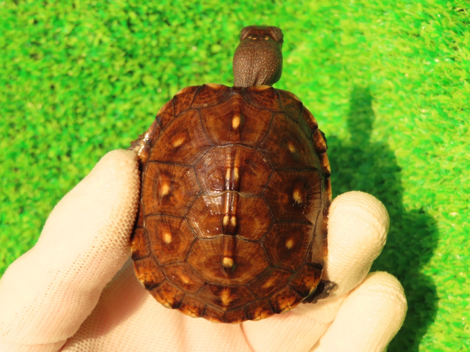 画像2: トウブハコガメ12