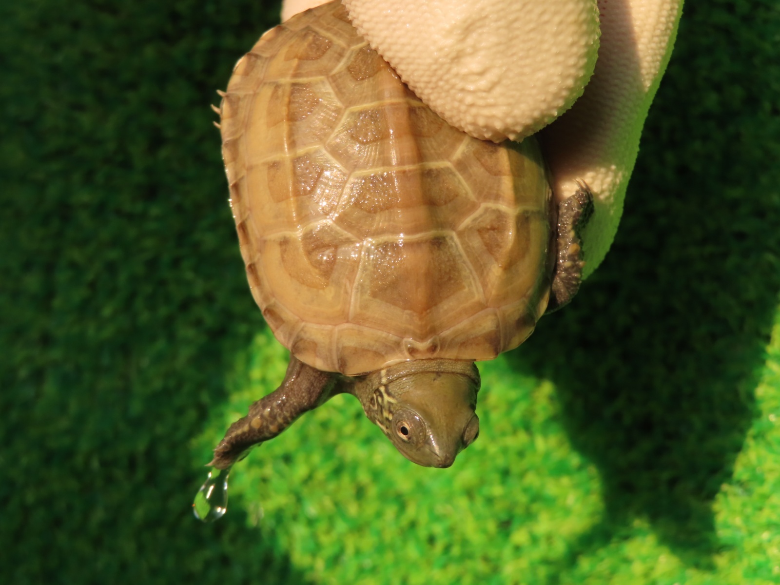 画像5: ハイポクサガメP.Hetアルビノ82