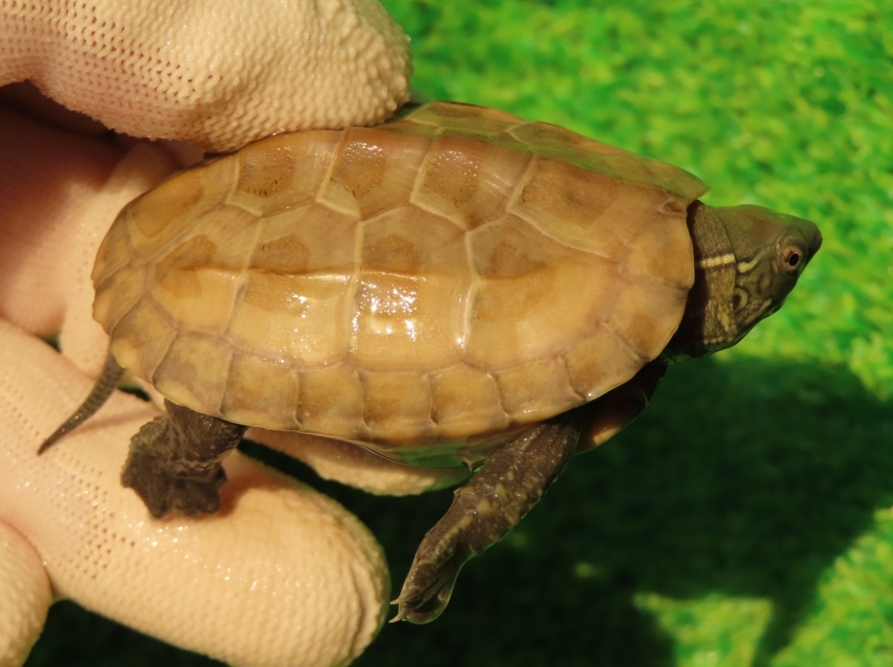 画像1: ハイポクサガメP.Hetアルビノ85