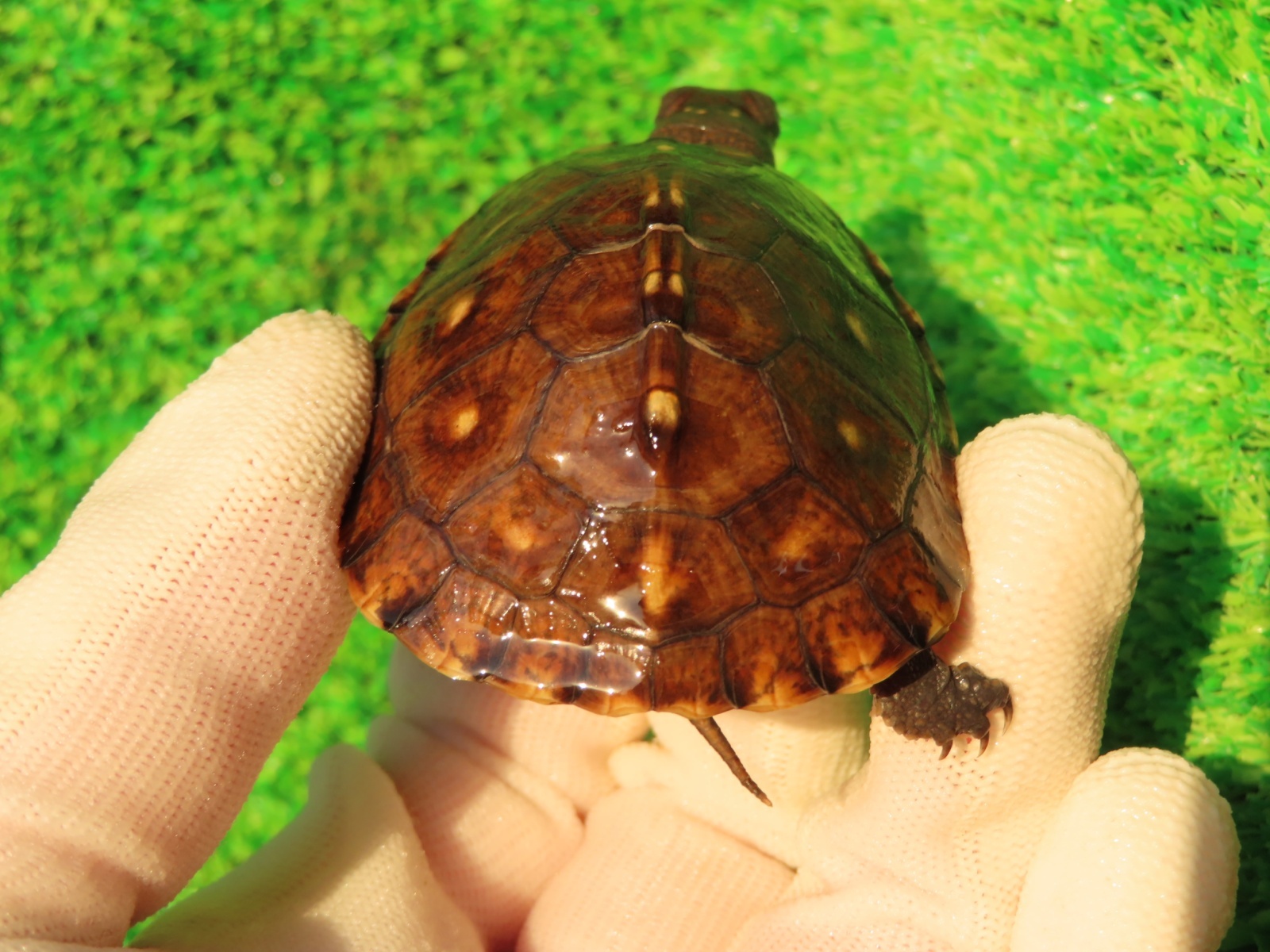 画像7: トウブハコガメ12