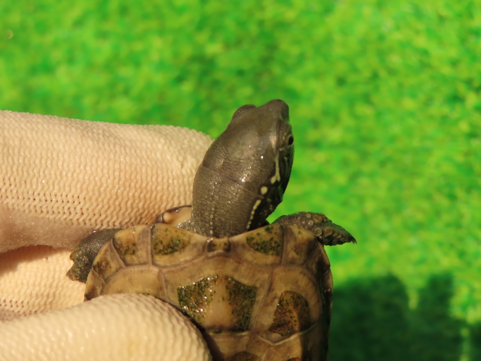 画像8: ハイポクサガメP.Hetアルビノ79