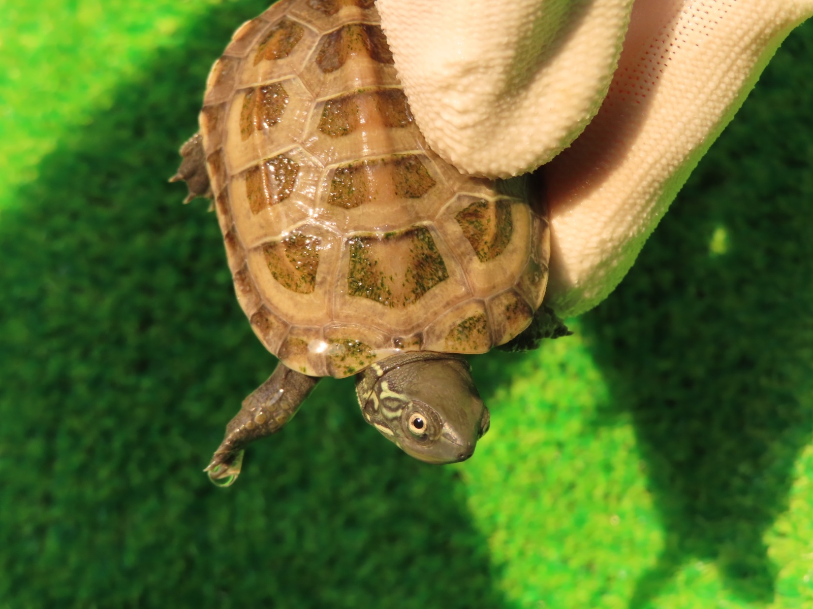 画像6: ハイポクサガメP.Hetアルビノ79