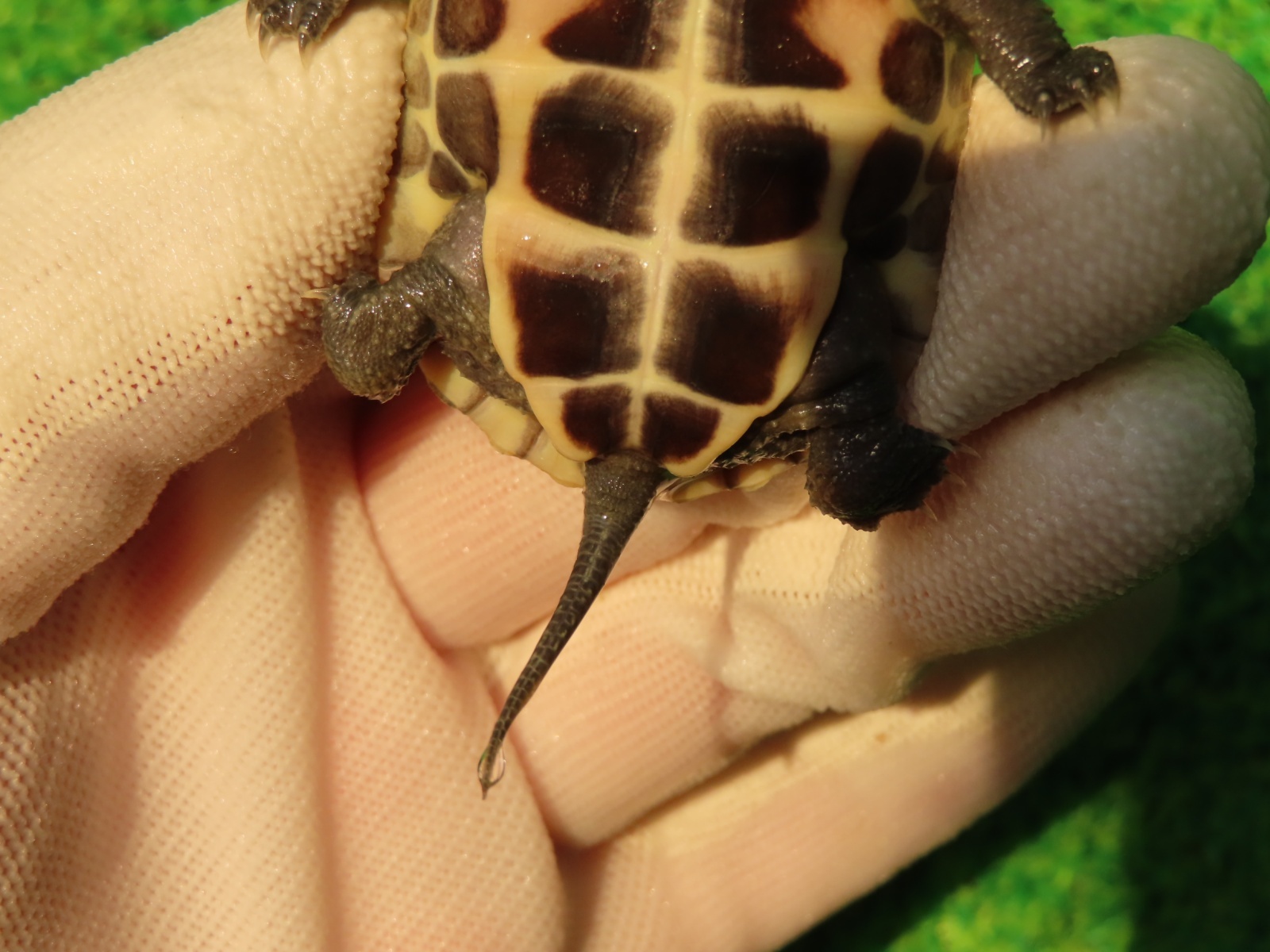 画像7: ハイポクサガメP.Hetアルビノ83