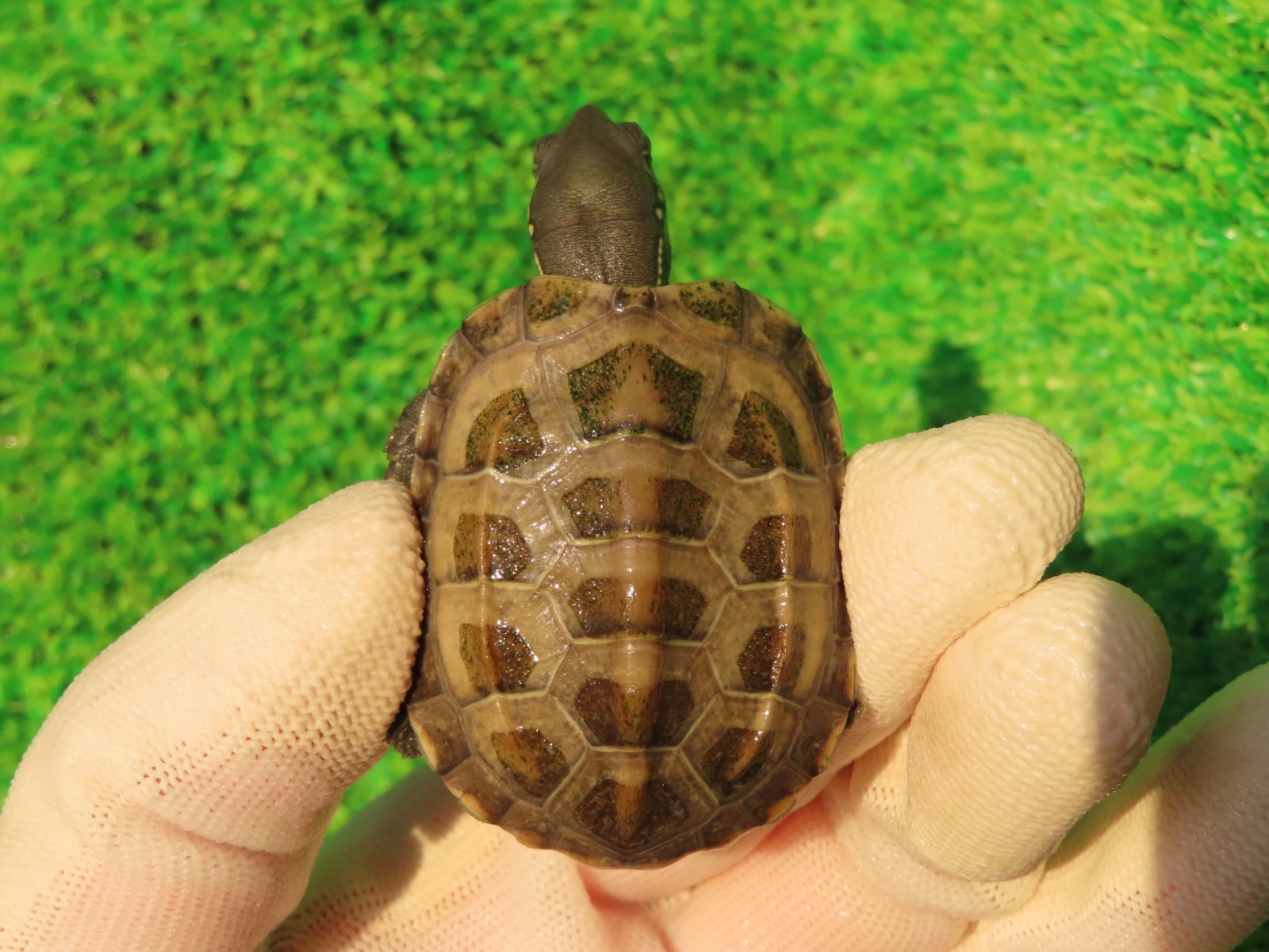 画像2: ハイポクサガメP.Hetアルビノ79