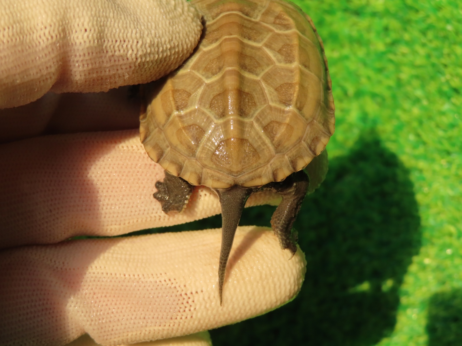 画像6: ハイポクサガメP.Hetアルビノ82