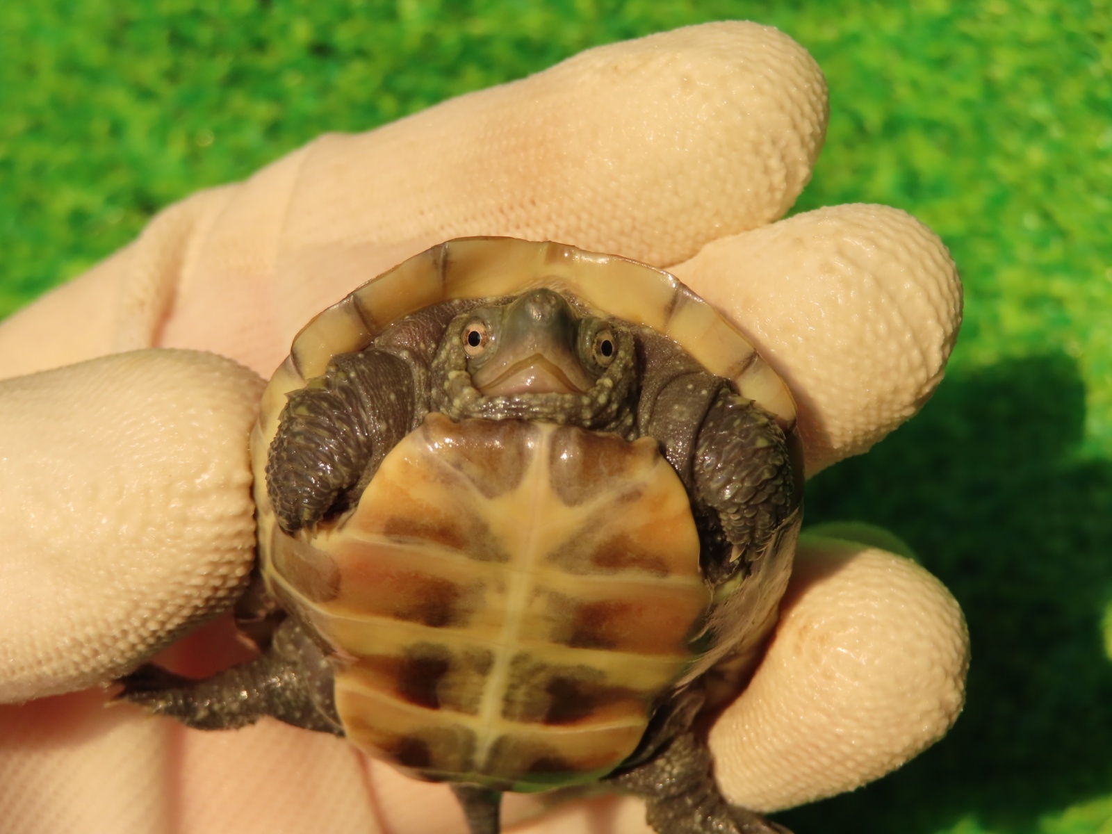 画像6: ハイポクサガメP.Hetアルビノ85