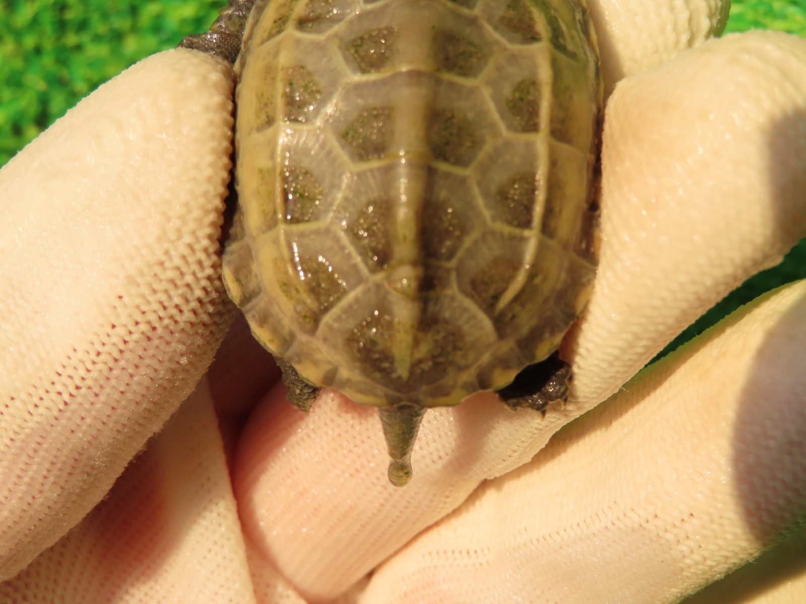 画像7: ハイポクサガメP.Hetアルビノ80