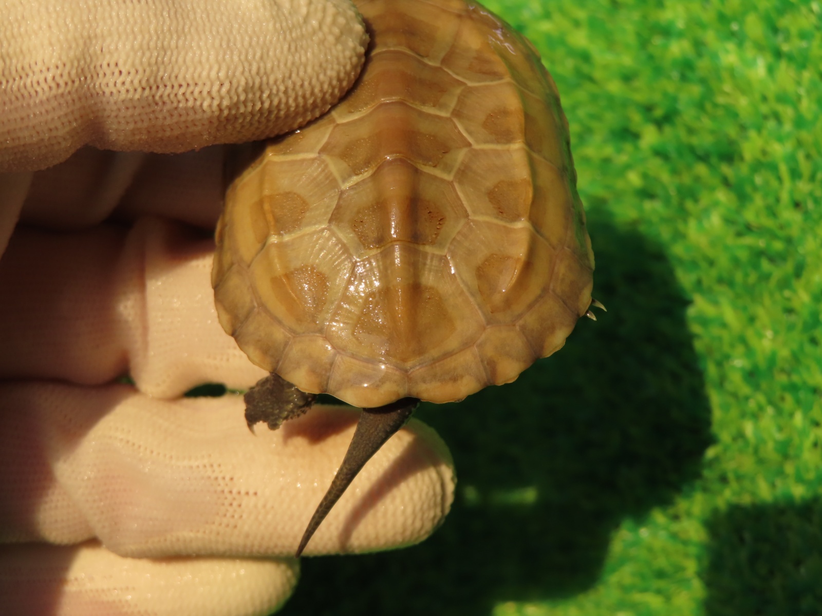 画像5: ハイポクサガメP.Hetアルビノ85