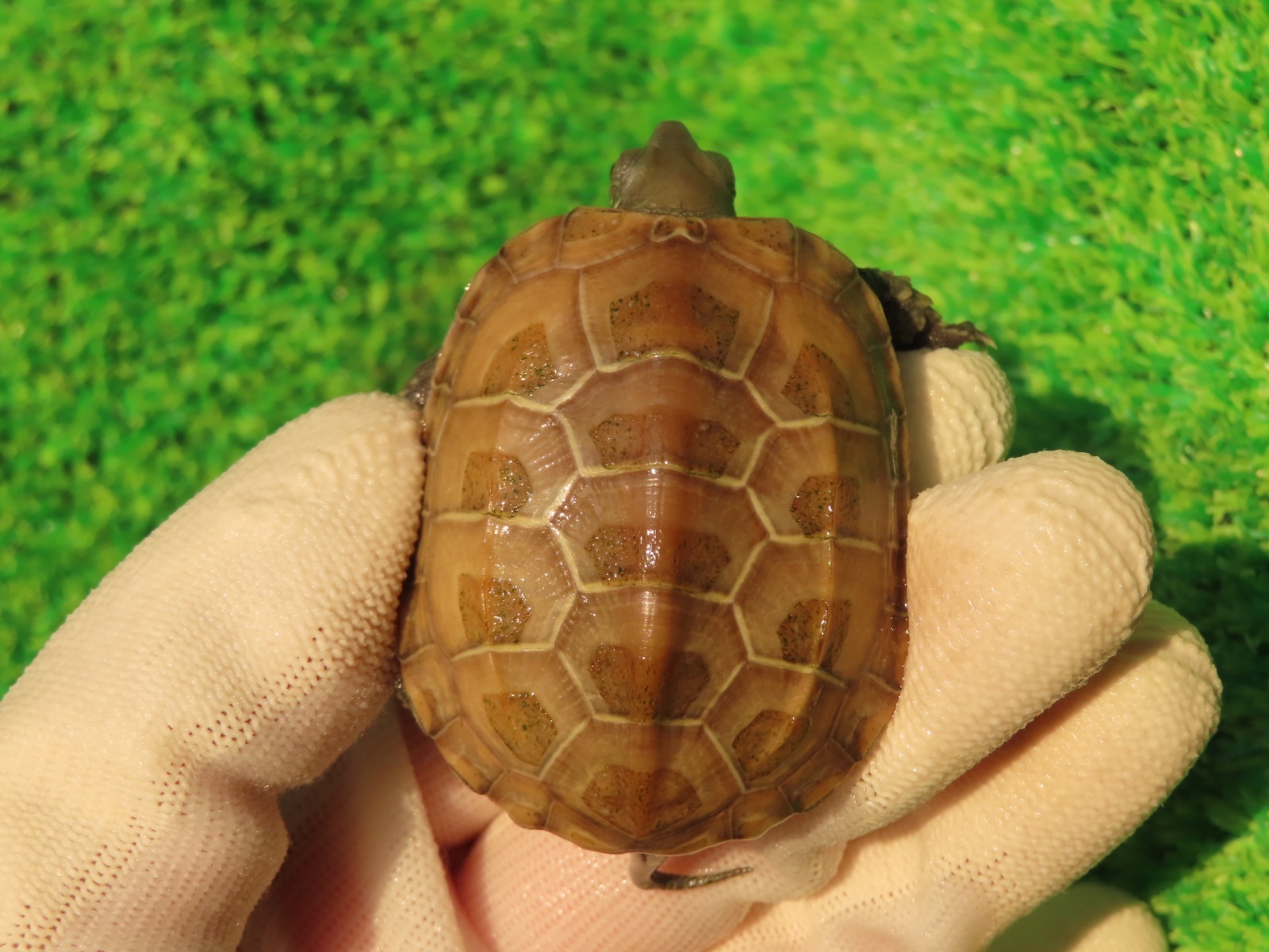 画像2: ハイポクサガメP.Hetアルビノ81