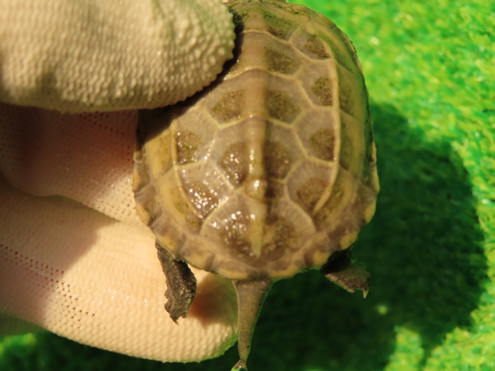 画像6: ハイポクサガメP.Hetアルビノ80