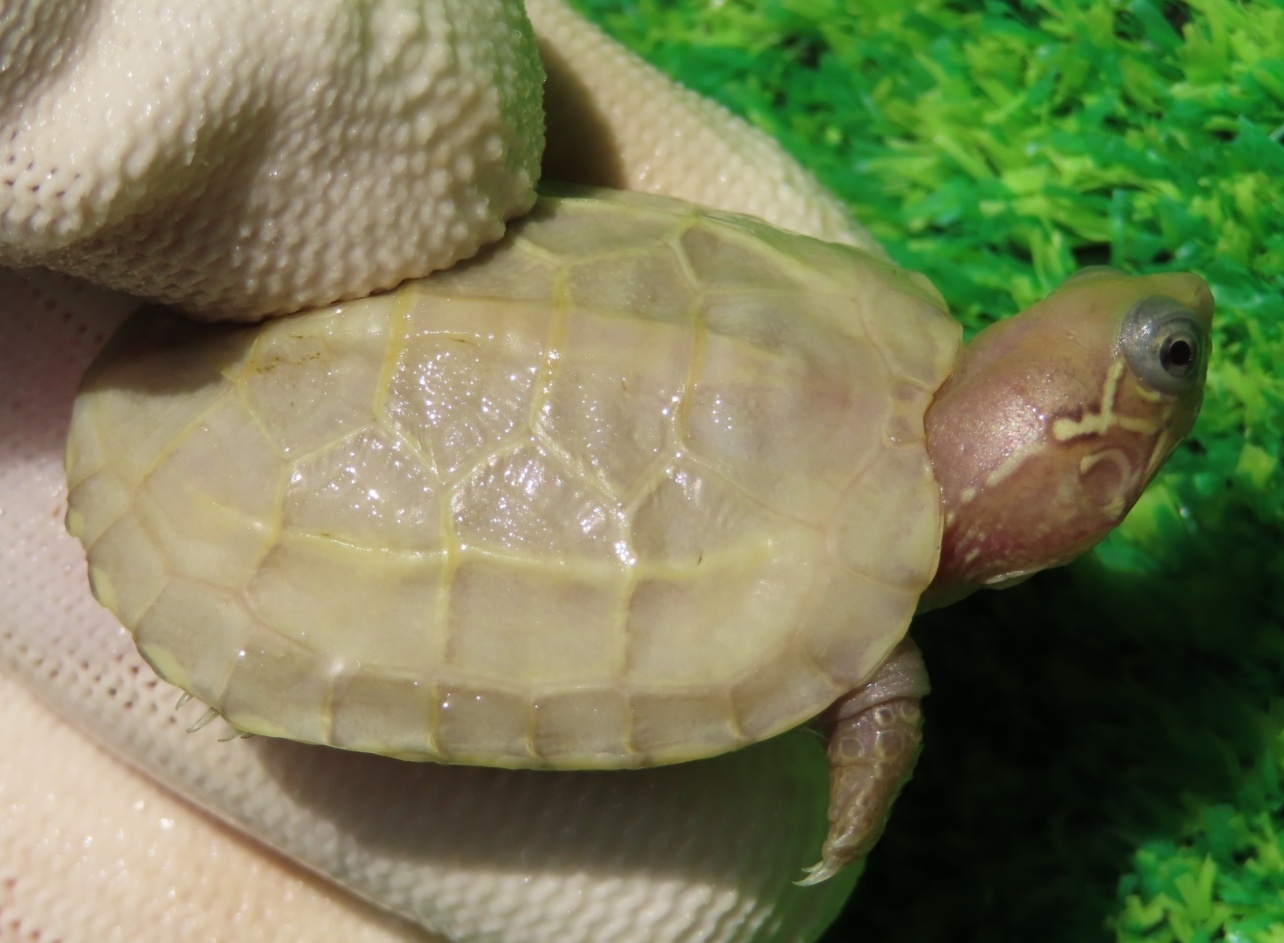 画像1: T+アルビノクサガメ89