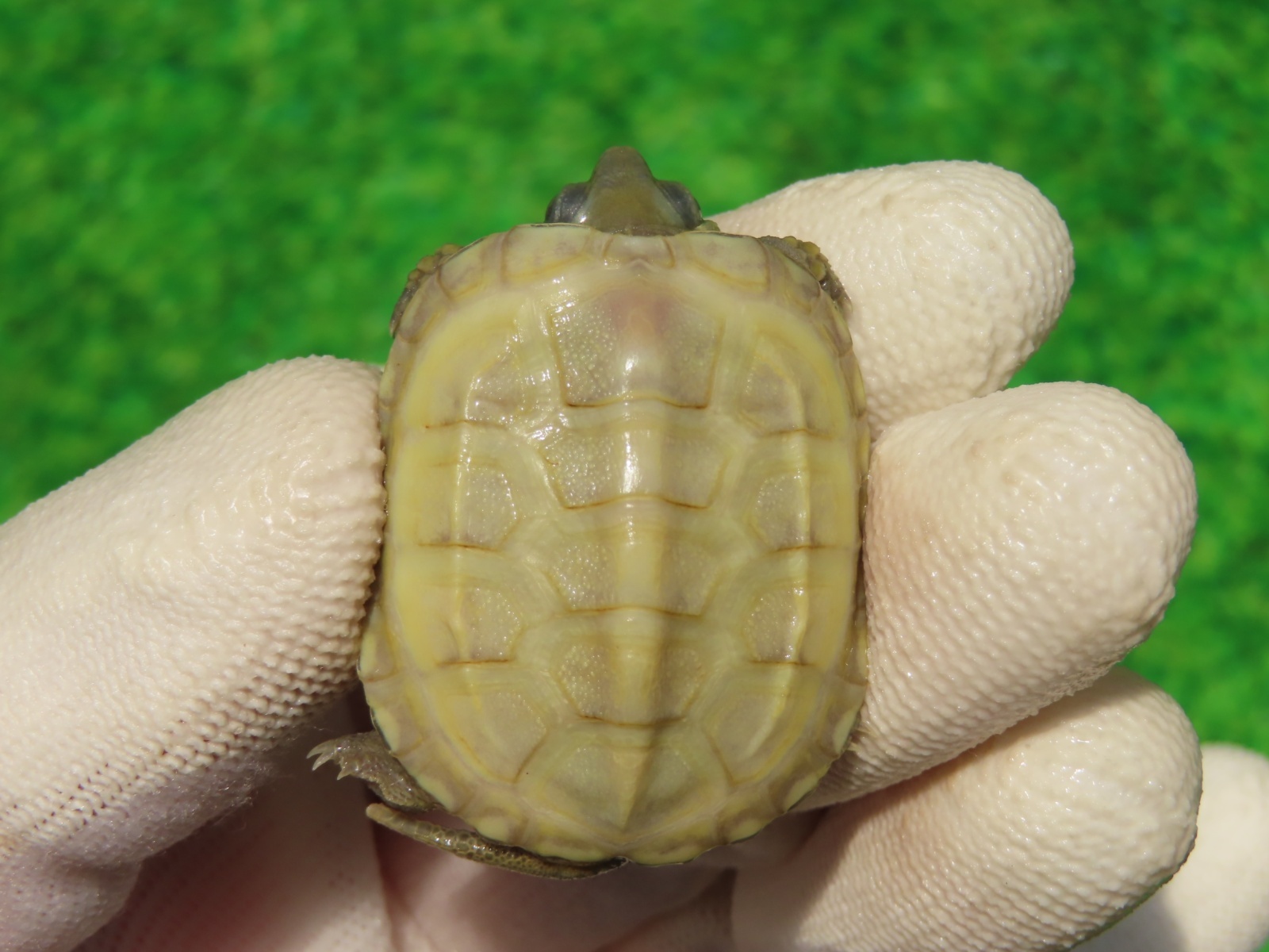 画像2: Ｔ+アルビノクサガメ99