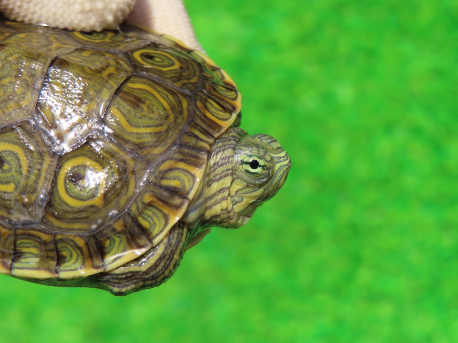 画像3: グァテマラクジャクガメ５　ＳＡＬＥ！