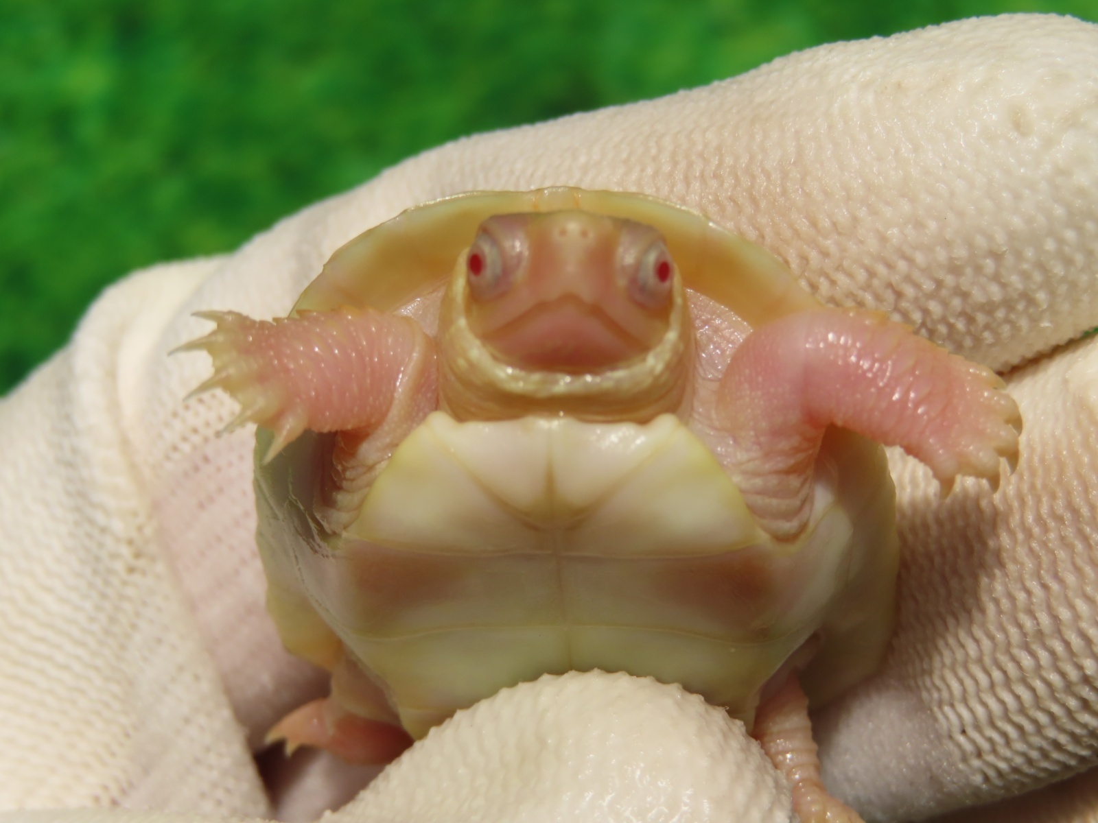 画像8: Ｔ-アルビノクサガメ95