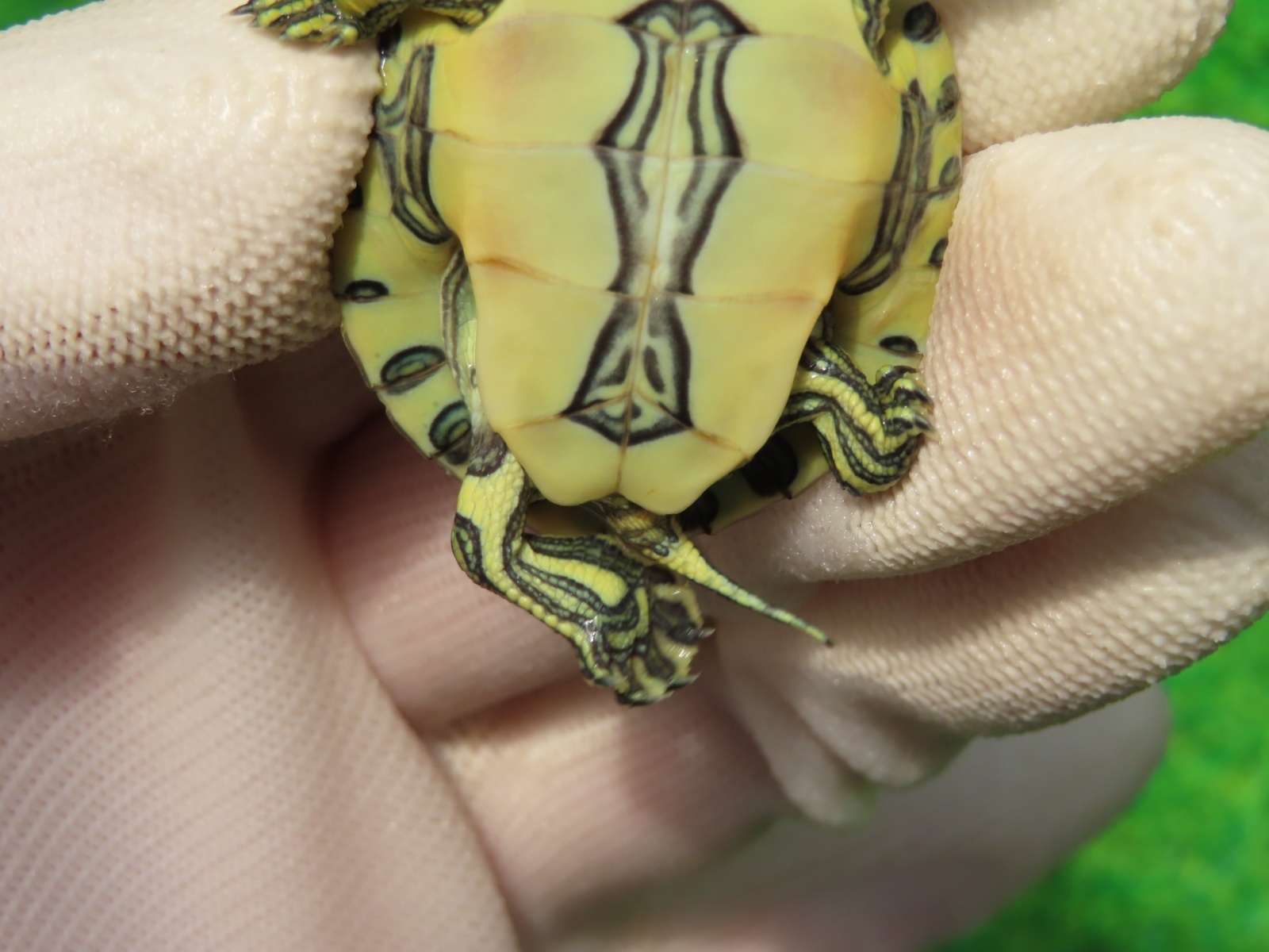 画像7: パステルニカラグァクジャクガメ２