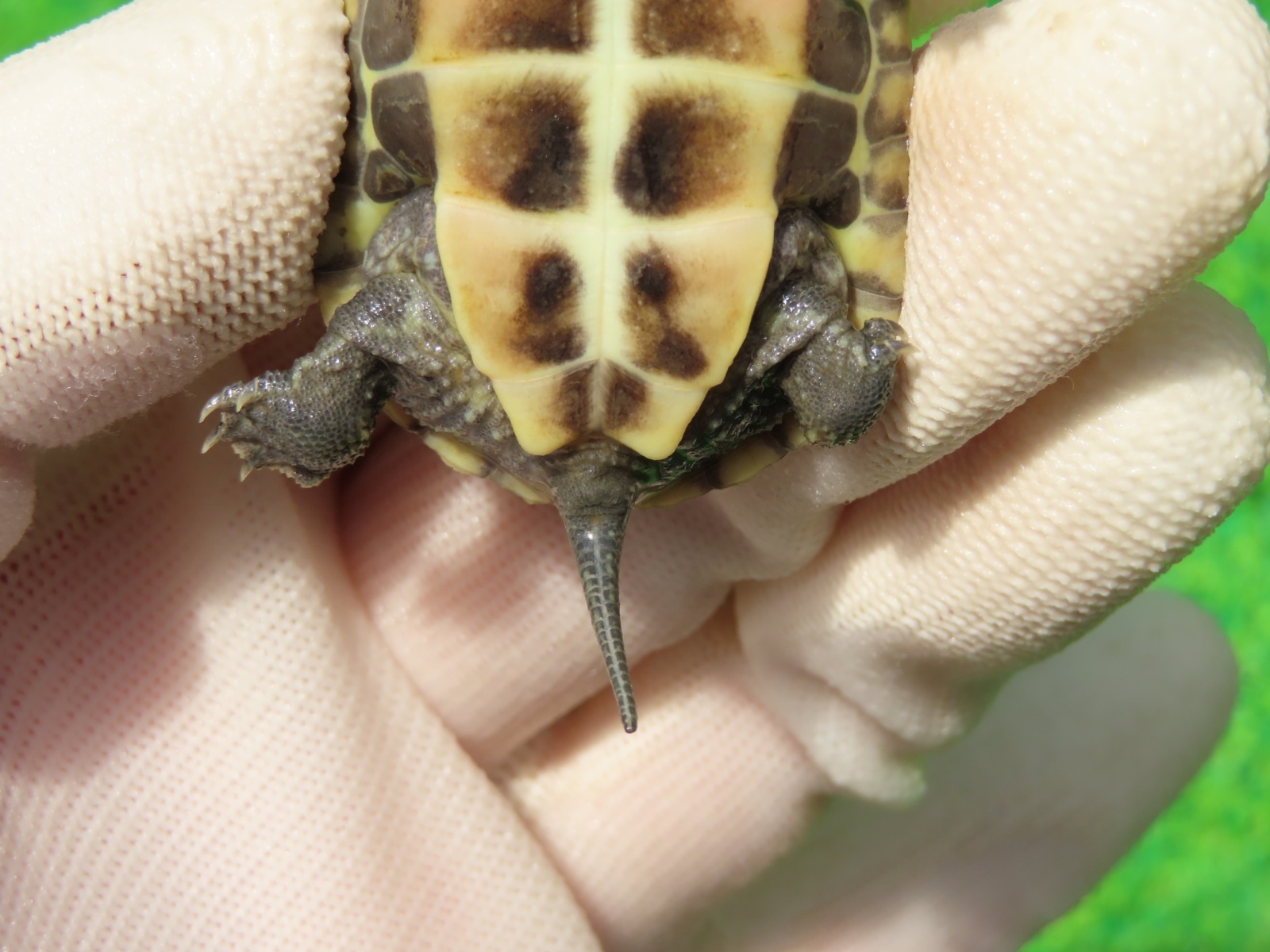 画像8: ハイポクサガメP.Hetアルビノ87