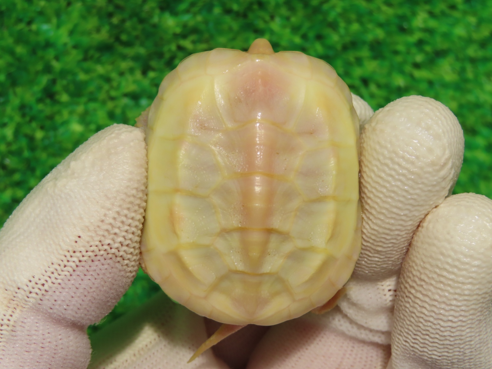 画像2: Ｔ-アルビノクサガメ96