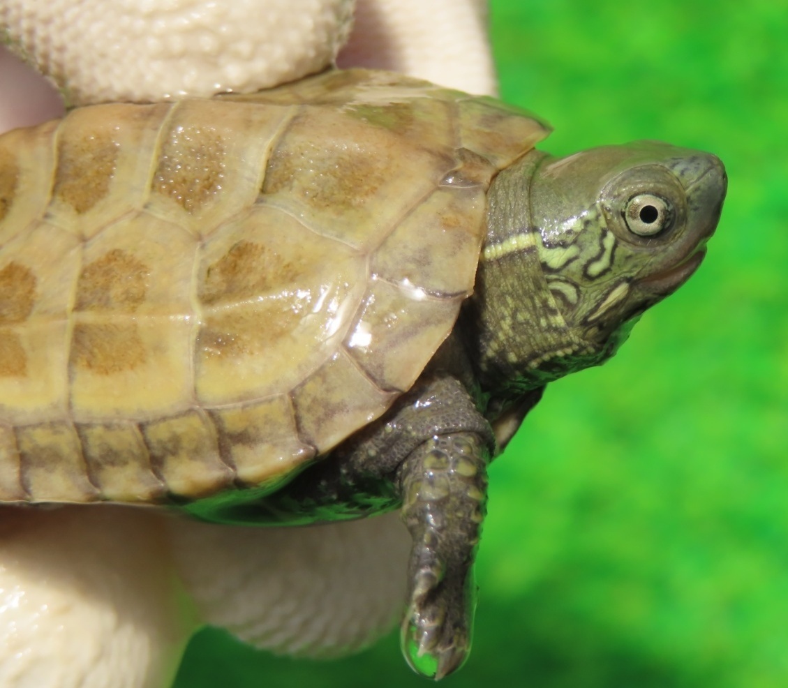 画像2: ハイポクサガメP.Hetアルビノ87