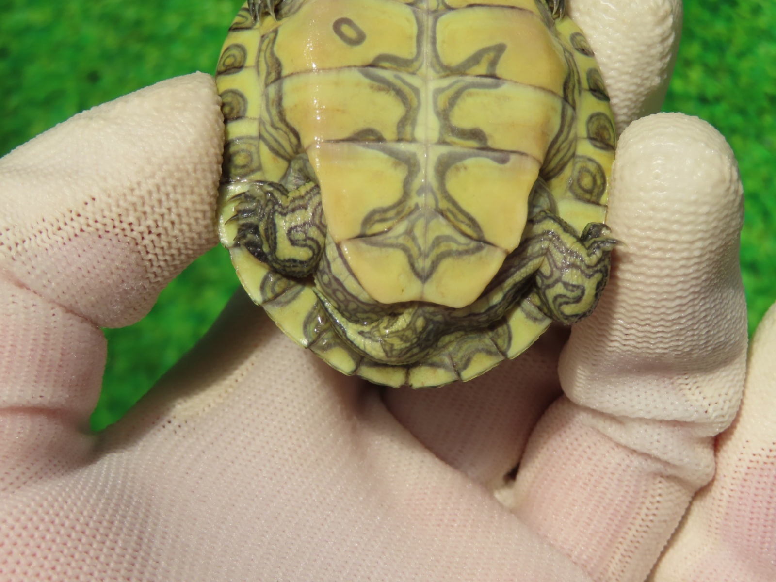 画像7: グァテマラクジャクガメ５　ＳＡＬＥ！