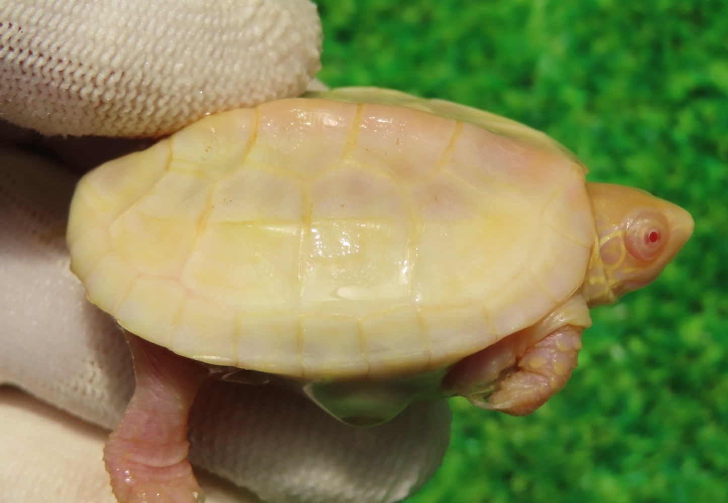 画像1: Ｔ-アルビノクサガメ96