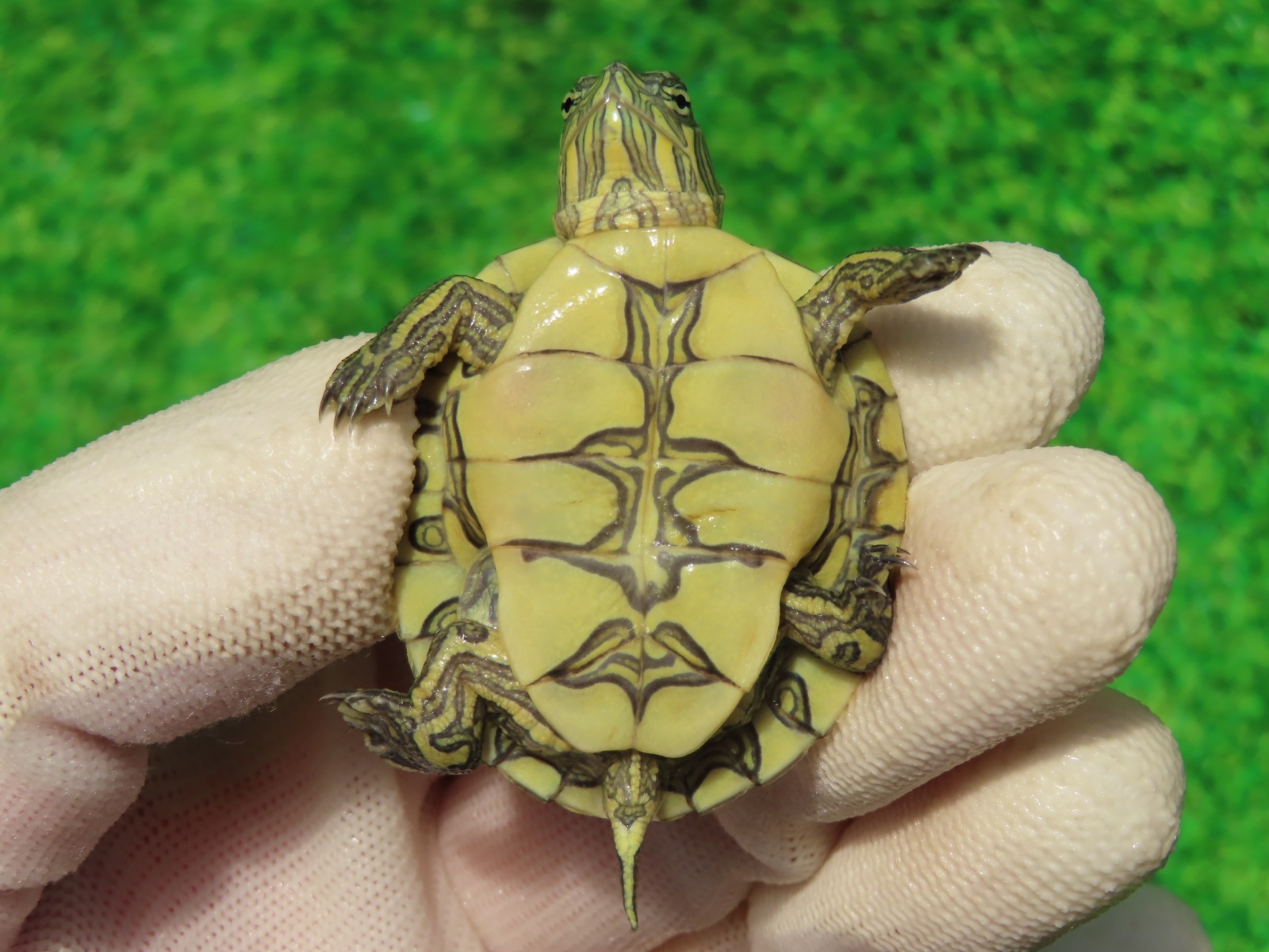 画像8: グァテマラクジャクガメ４　ＳＡＬＥ！