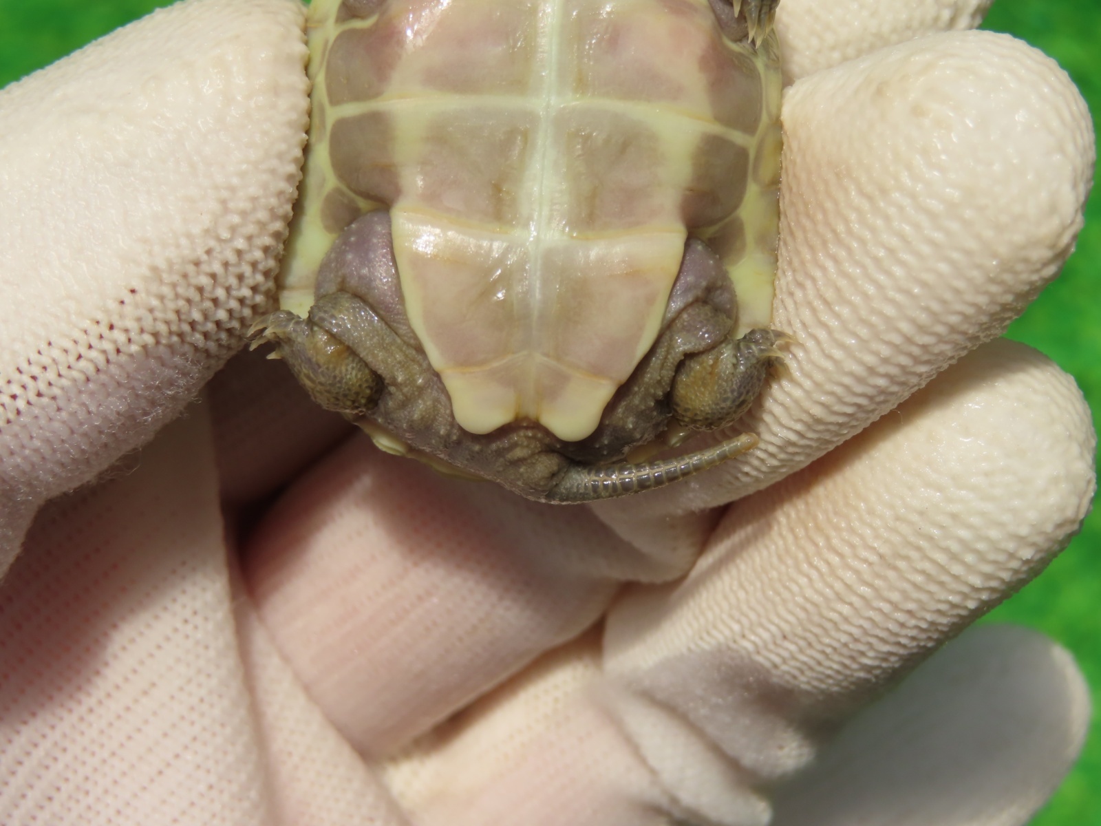 画像7: Ｔ+アルビノクサガメ99