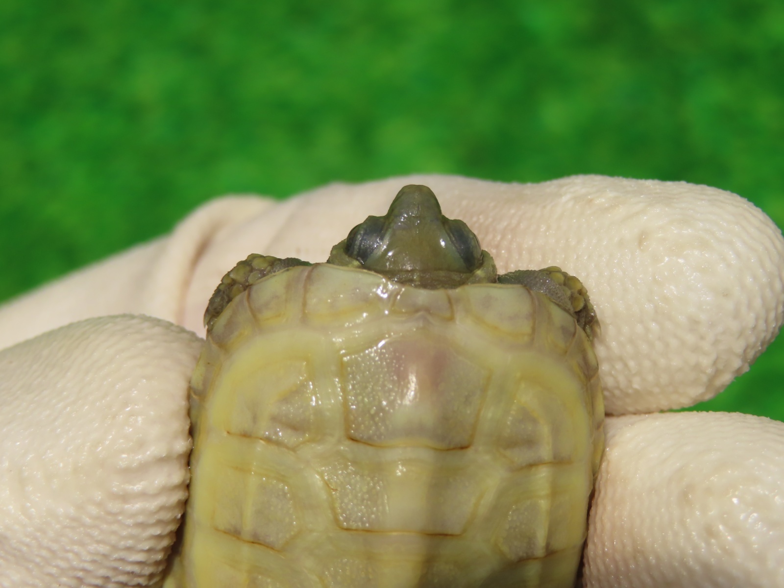 画像4: Ｔ+アルビノクサガメ99