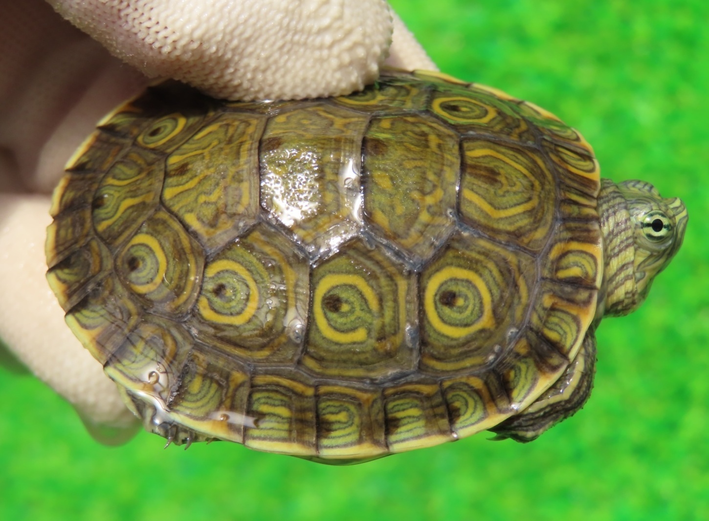 画像1: グァテマラクジャクガメ５　ＳＡＬＥ！