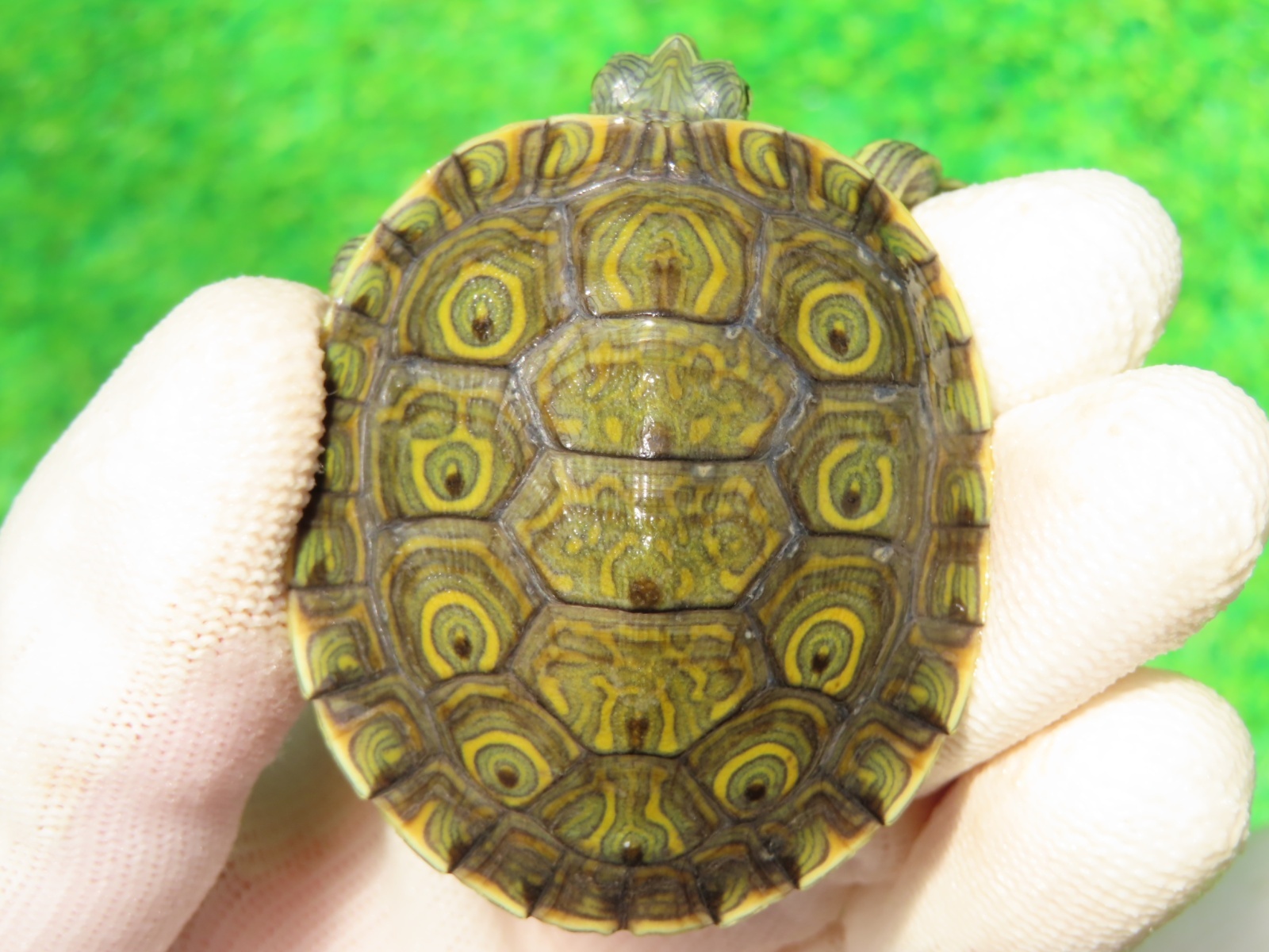 画像2: グァテマラクジャクガメ５　ＳＡＬＥ！