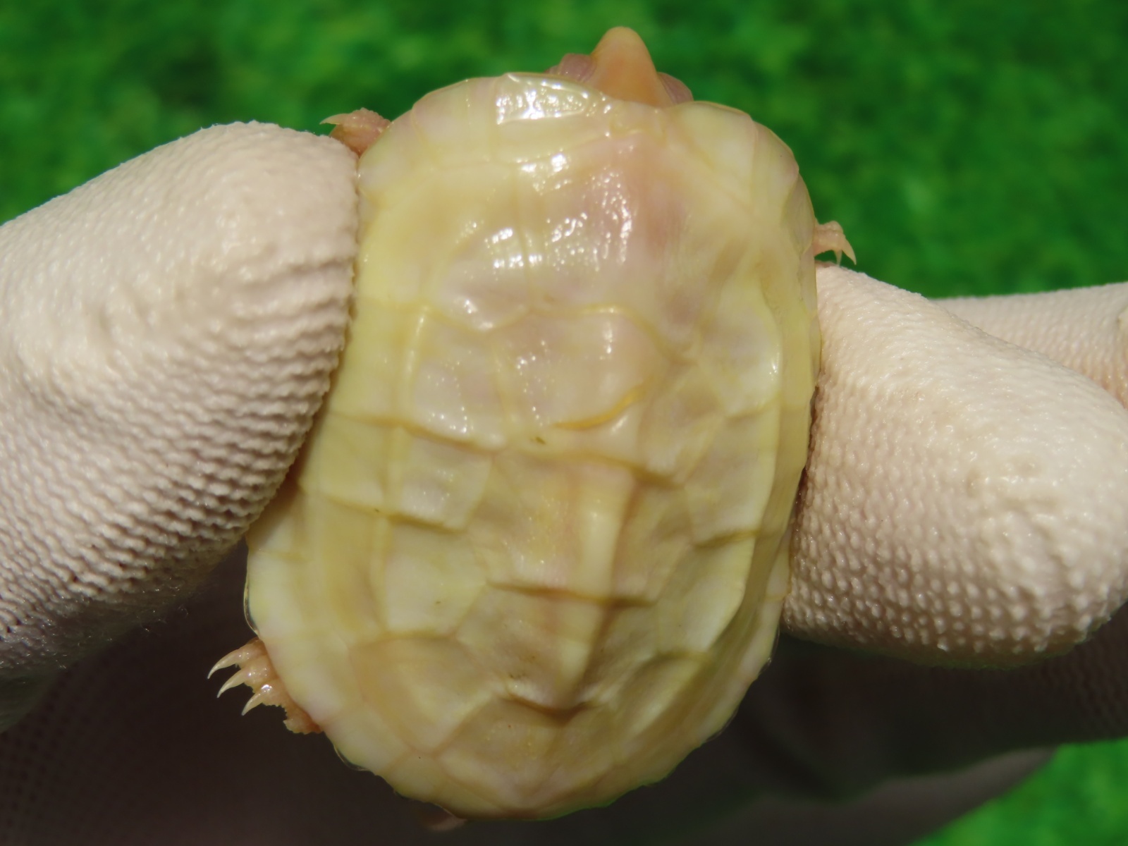 画像5: Ｔ-アルビノクサガメ95