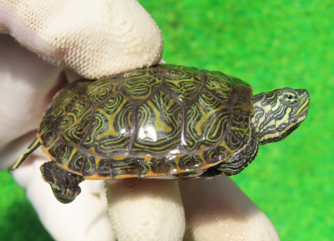 画像2: キタアカハラガメ