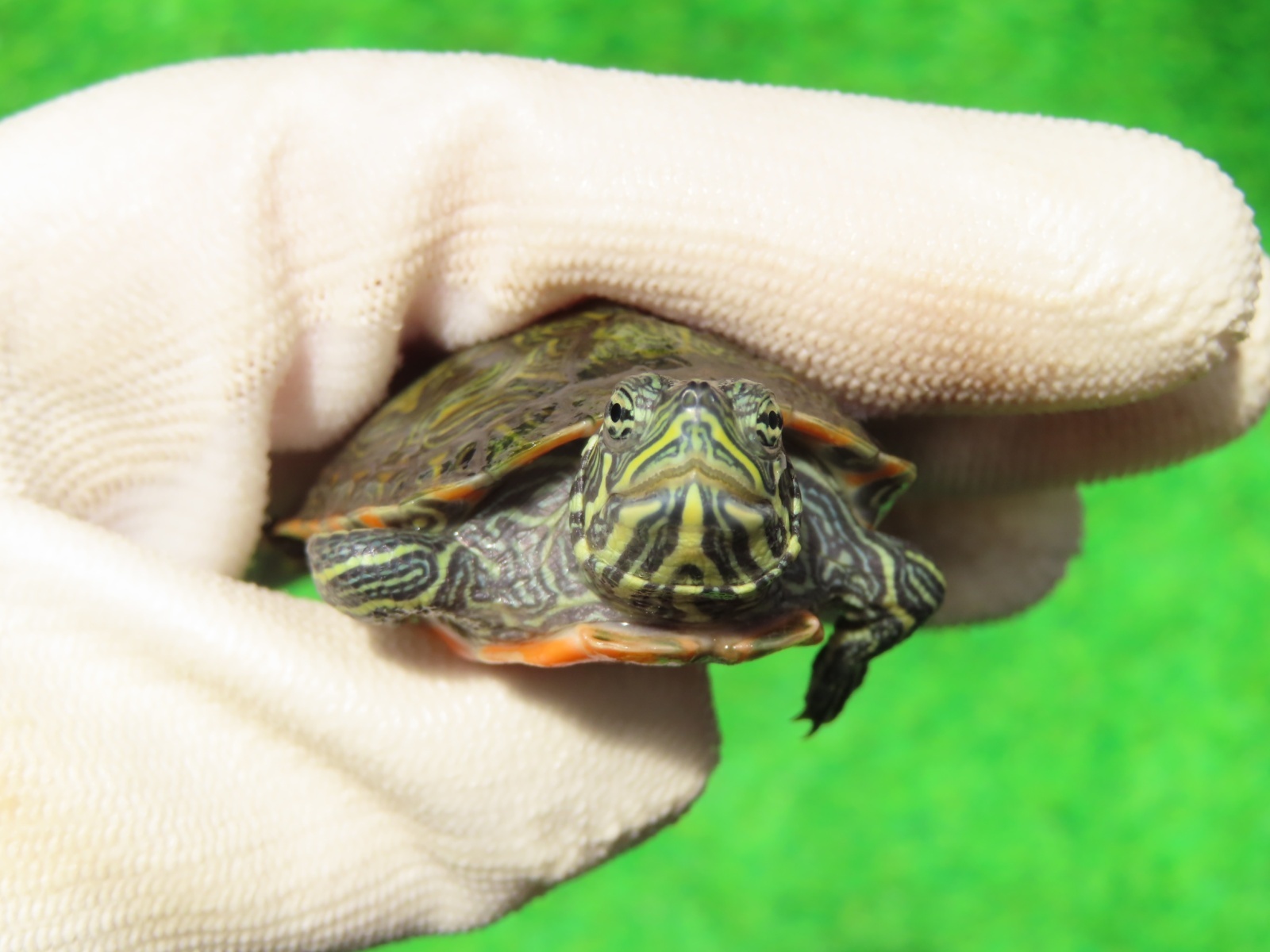 画像4: キタアカハラガメ