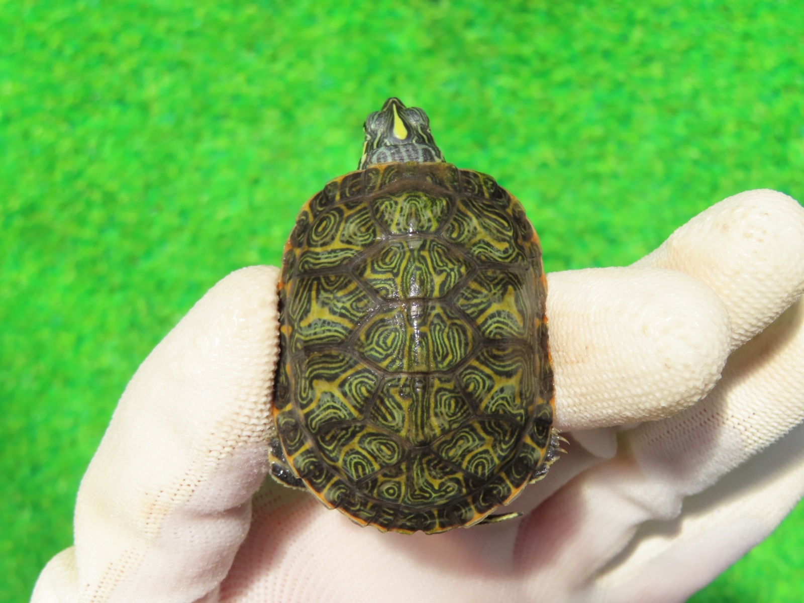 画像3: キタアカハラガメ