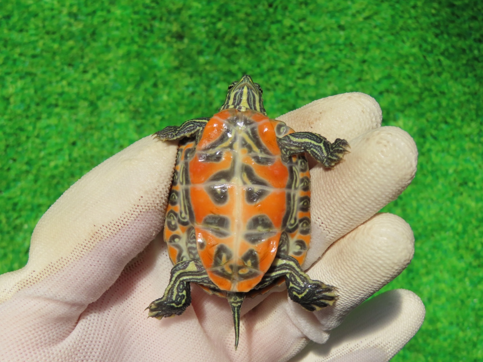 画像10: キタアカハラガメ